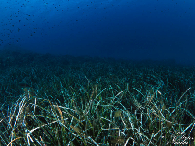 Fabrégas - La seyne sur mer (83), herbier posidonies, photo sous-marine