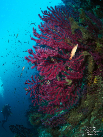 Fabrégas - La seyne sur mer (83), gorgones, photo sous-marine