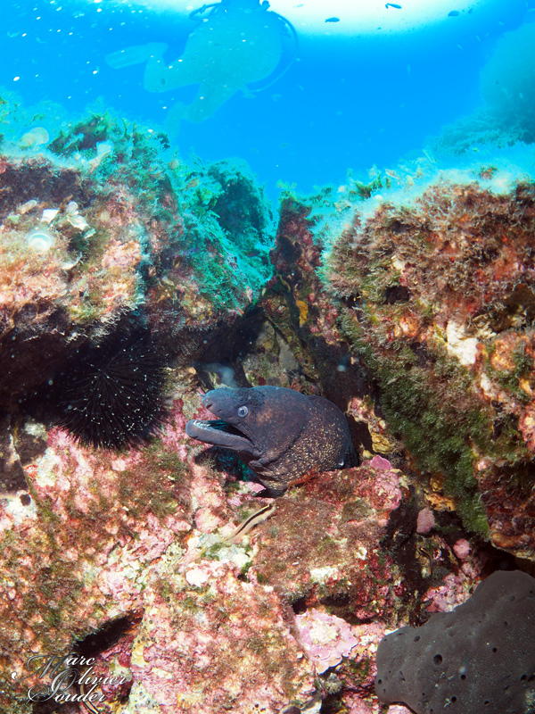 Fabrégas - La seyne sur mer (83), murène, photo sous-marine
