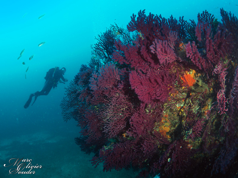 Fabrégas - La seyne sur mer (83), ambiance, gorgones, photo sous-marine