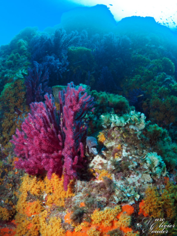 Fabrégas - La seyne sur mer (83), gorgones, photo sous-marine