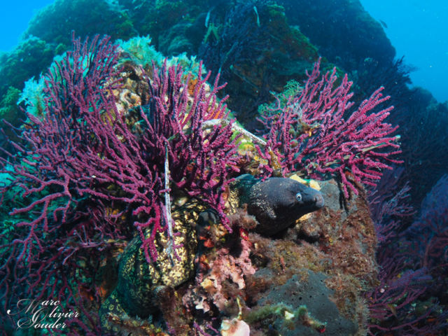 Fabrégas - La seyne sur mer (83), gorgones, murène, photo sous-marine