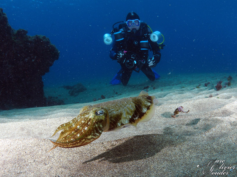 Sepia officinalis seiche Common cuttlefish lanzarote