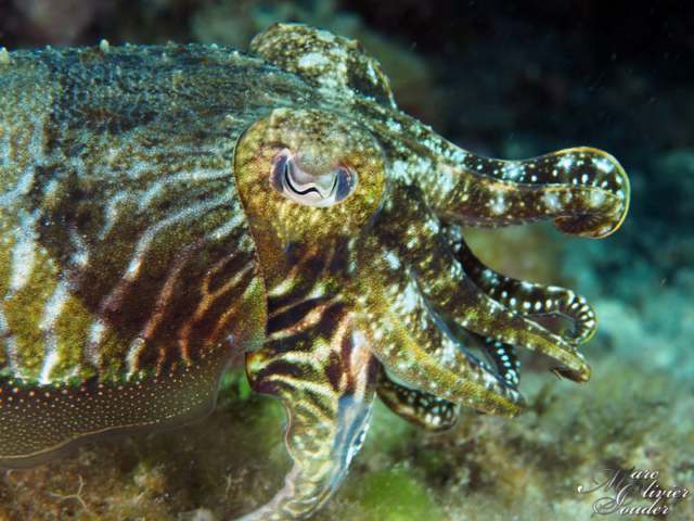 Sepia officinalis seiche Common cuttlefish lanzarote