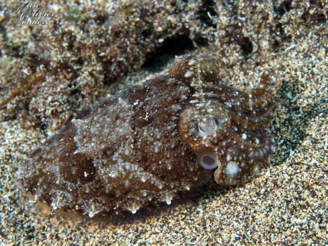 Seiche, Sepia officinalis, Common cuttlefish, Lanzarote