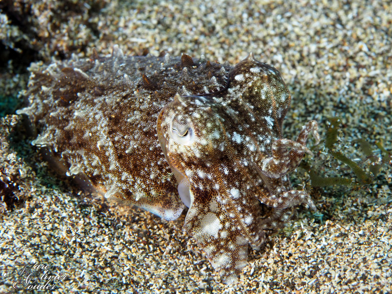 Seiche, Sepia officinalis, Common cuttlefish, Lanzarote, photo sous-marine, underwater photography