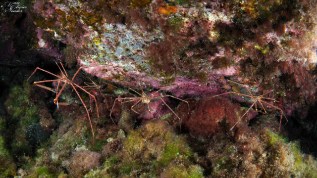 Crabe flèche, Stenorhynchus lanceolatus, Yellowline arrow crab, Lanzarote