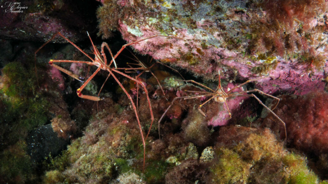 Crabe flèche, Stenorhynchus lanceolatus, Yellowline arrow crab, Lanzarote