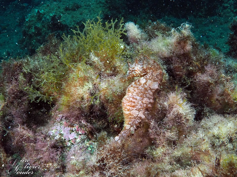 Lanzarote, Hippocampe, seahorse, photo sous-marine, underwater photography
