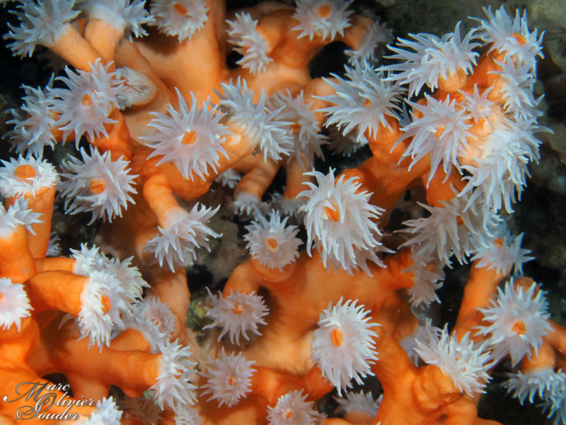 Lanzarote, corail orange, photo sous-marine, underwater photography
