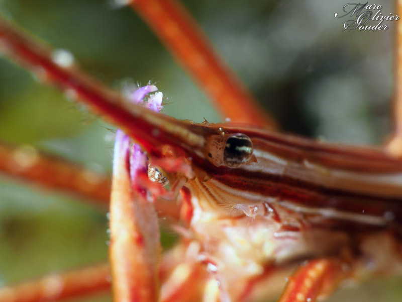 Tête de crabe flèche, Stenorhynchus lanceolatus, Yellowline arrow crab, Lanzarote