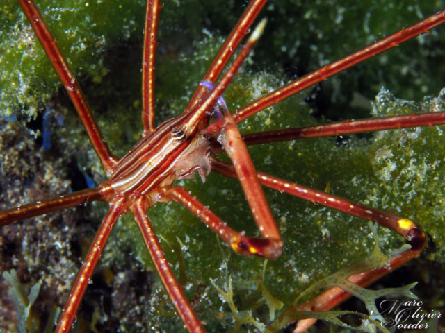 Tête de crabe flèche, Stenorhynchus lanceolatus, Yellowline arrow crab, Lanzarote