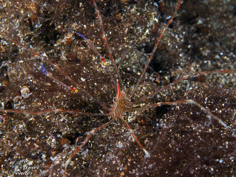 Crabe flèche juvénile, Stenorhynchus lanceolatus, Yellowline arrow crab, Lanzarote