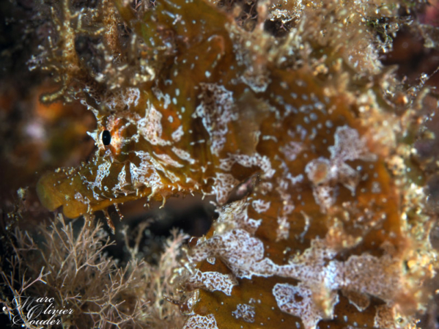 Lanzarote, Hippocampe, seahorse, photo sous-marine, underwater photography