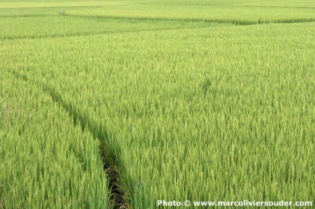 Champ de riz, rice field, Vietnam, 2010