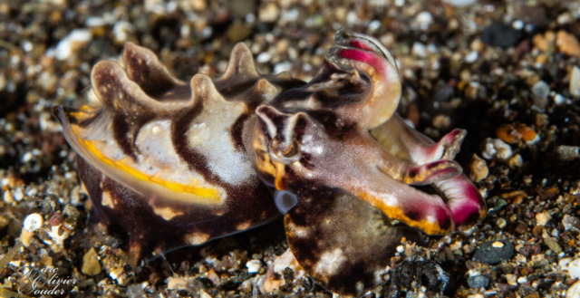 Flamboyant cuttlefish, anilao, Philippines, Seiche flamboyante