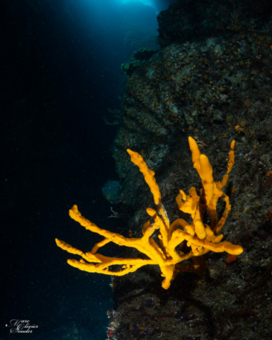 Les moyades, photo sous-marine, underwater photography