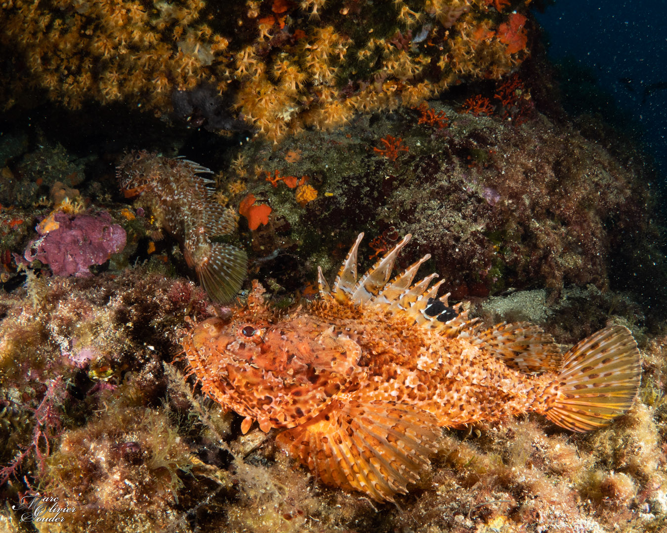 Chapon, Scorpaena scrofa, Large-scaled scorpionfish, Les moyades, photo sous-marine, underwater photography