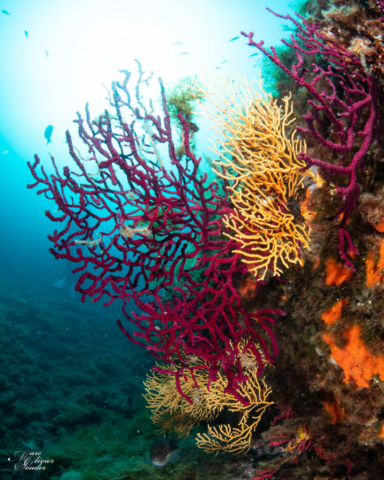 Les moyades, gorgones, photo sous-marine, underwater photography