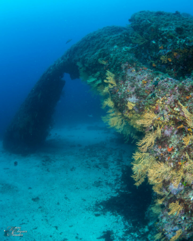 Les moyades, Arche de Briançon, photo sous-marine, underwater photography