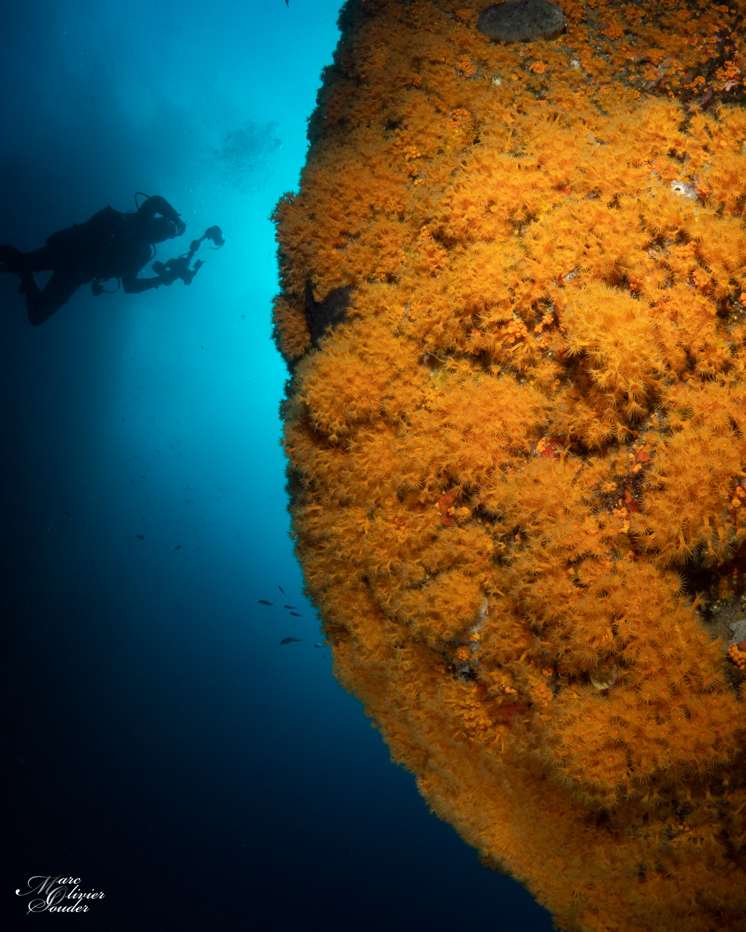 Les moyades, photo sous-marine, underwater photography